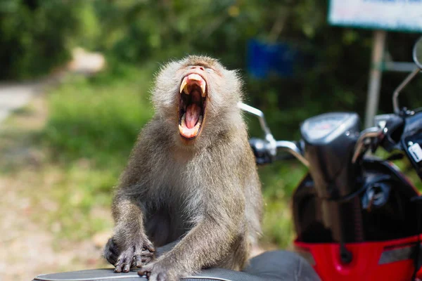 バイクに座っている攻撃的な猿 コチャン島 — ストック写真