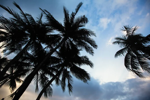 Silueta Tropických Palmových Stromů Proti Modrému Nebi — Stock fotografie