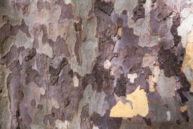 Amerikan Çınar Ağacı kabuğu (Platanus occidentalis) dokusunun kamuflaj arka planının yakın çekimi) 