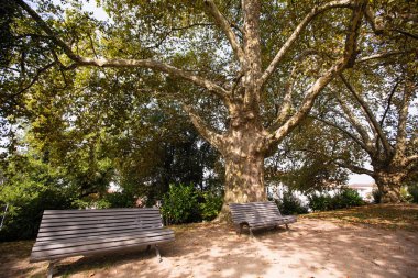 Amerikan Çınar Ağacı (Platanus occidentalis) ve Park banklar.