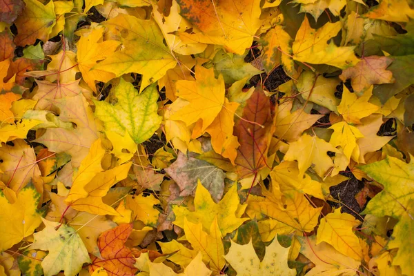 カエデの黄色の葉が地面に落ちていた — ストック写真