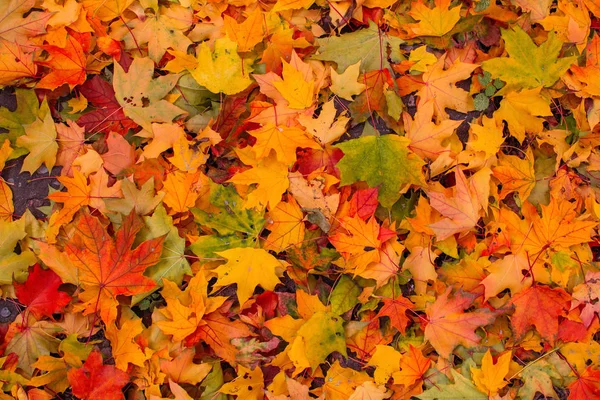 Folhas Vermelhas Amarelas Dos Maples Tinham Caído Chão — Fotografia de Stock