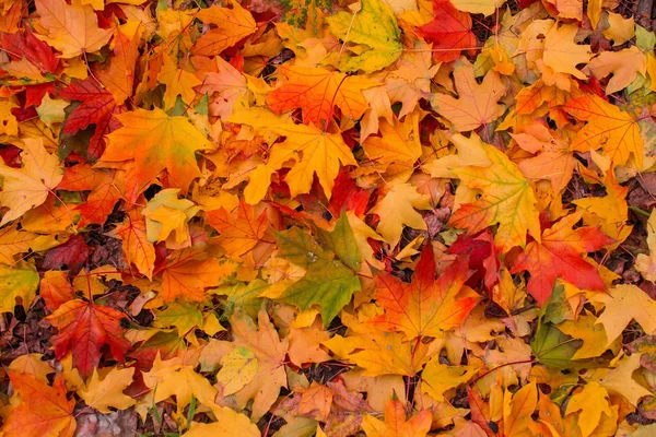 Folhas Vermelhas Dos Maples Tinham Caído Chão — Fotografia de Stock