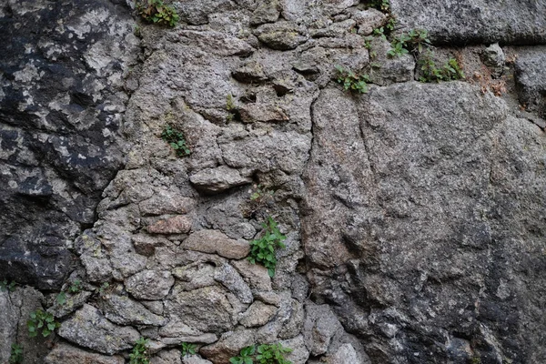 Textuur Van Oude Stenen Muur Met Groeiend Groen — Stockfoto