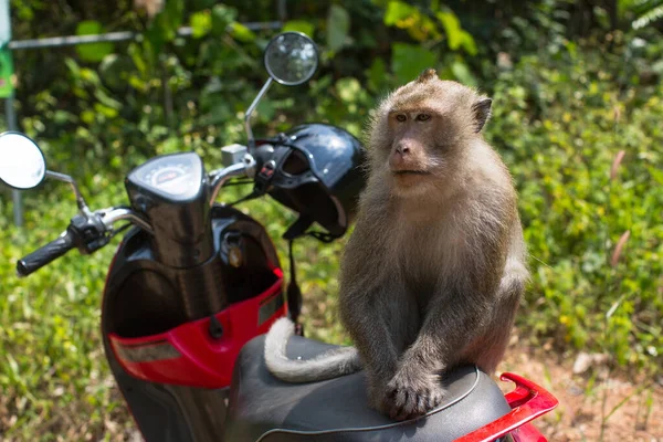 Scimmia Seduta Una Moto Nella Giungla Tailandese — Foto Stock