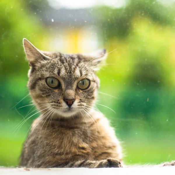 Street Katt Ser Förvånad Fönstret Huset — Stockfoto
