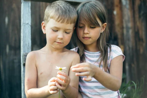 Çocuklar Erkek Kız Köyde Papatyalarla Oynuyor — Stok fotoğraf