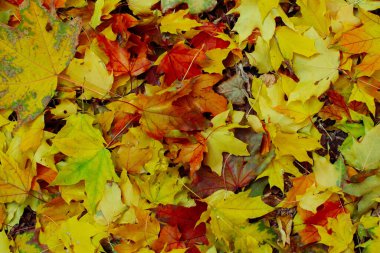 Akçaağaçların kırmızı ve sarı yaprakları yere düşmüştü..