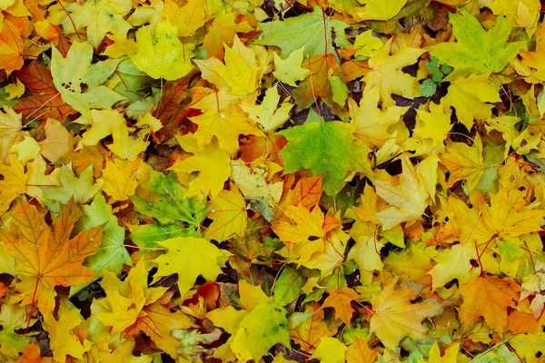 Foglie Rosse Verdi Gialle Degli Aceri Erano Cadute Terra — Foto Stock