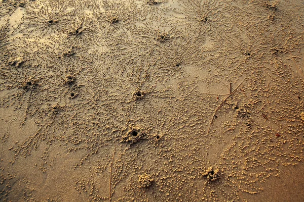Tekstura Piaskowej Plaży Oceanicznej Pokryta Śladami Krabów — Zdjęcie stockowe