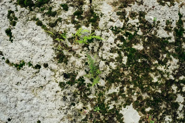 The walls of an abandoned house, with moss, and peeling paint.