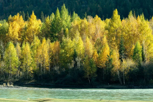 Widok Rzekę Chuja Jesienny Las Altai Rosja — Zdjęcie stockowe