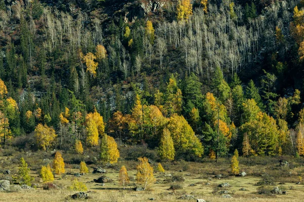 Φθινοπωρινό Δάσος Στους Πρόποδες Της Δημοκρατίας Του Gorny Altai — Φωτογραφία Αρχείου