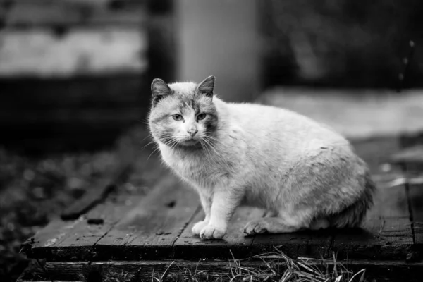 Μεγάλη Αδέσποτη Γάτα Έξω Ασπρόμαυρη Φωτογραφία — Φωτογραφία Αρχείου