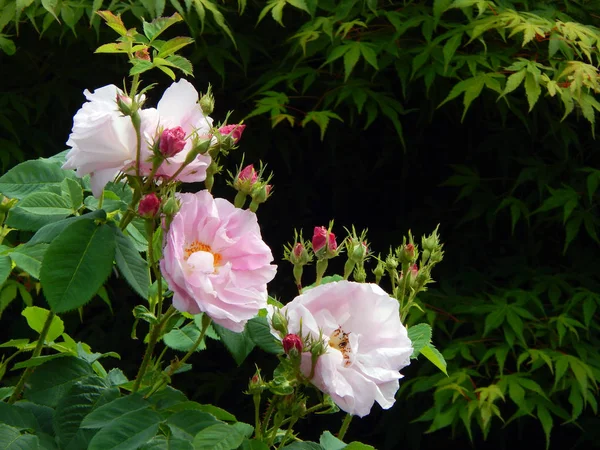 Bunga Dan Tunas Dari Damask Bangkit Berbagai Celsiana Rosa Damascena — Stok Foto