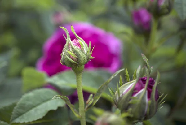 Close up of rosebuds of the rose variety, Rosa Charles de Mills, a highly scented dark reddish purple gallica rose