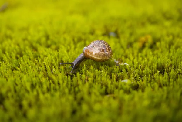 Macro Close Photograph Copse Snail Arianta Arbustorum Crawling Moss Bryophyte — Stock Photo, Image