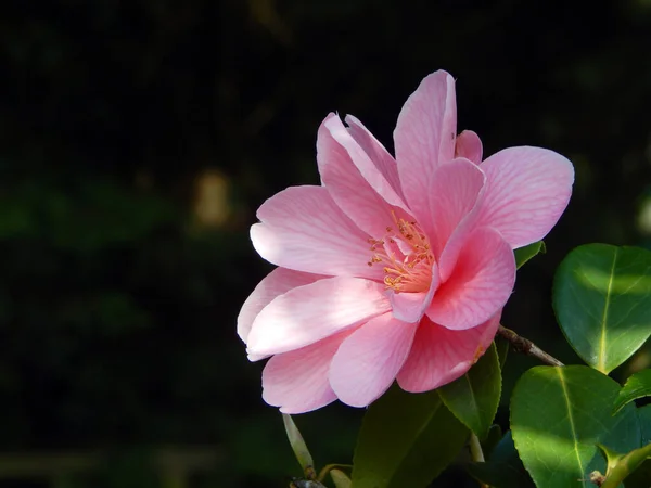Foto Close Makro Dari Bunga Camellia Jepang Yang Terbuka Camellia — Stok Foto