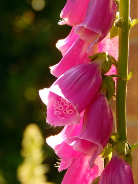 Makro Närbild Fotografi Lila Foxhandske Blomma Digitalis Purpurea Bredvid Röd — Stockfoto