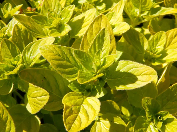 Close Photograph Golden Oregano Marjoram Herb Origanum Vulgare Aureum Summer — Stock Photo, Image