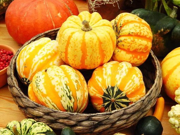 Harvested crop. Bright yellow and orange pumpkins  in a wicker dish. The shot was made at the agricultural exhibition.