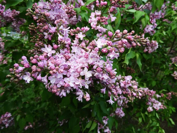 Lossomng Lilacs Lilac Garden Moscow May 2019 — Stock Photo, Image