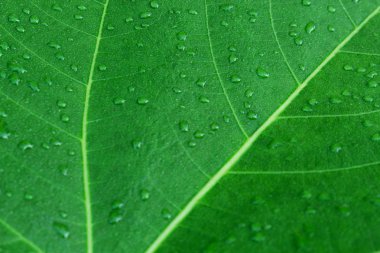 Arka plan olarak yağmur kullanımdan sonra su damlası ile yeşil incir yaprağı