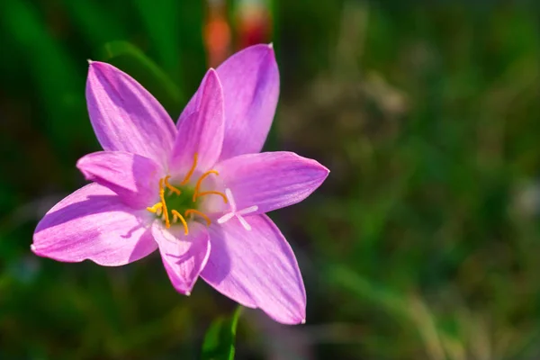 Top View Wild Purple Flower — Stock Photo, Image