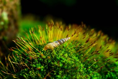 Yosun üzerinde Altın Salyangoz