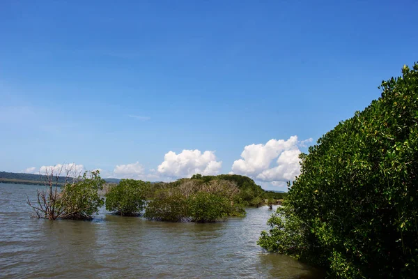 Manglar en la bahía —  Fotos de Stock