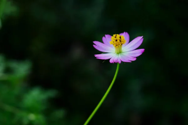 Full Bloom — Stock Photo, Image