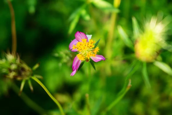 Imperfect Cosmos — Stock Photo, Image