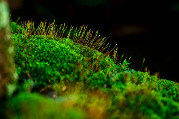 Saúde Moss — Fotografia de Stock