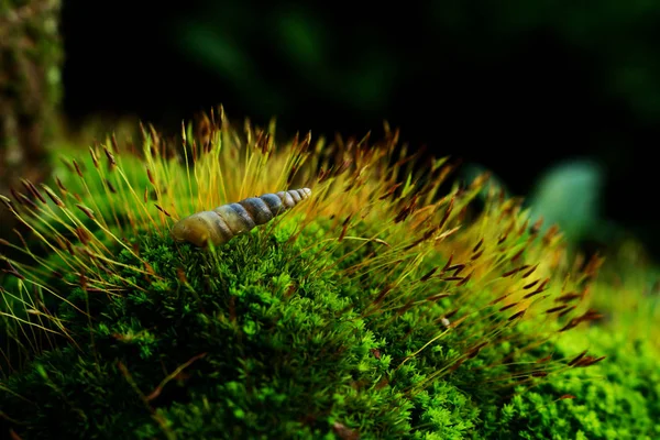 Küçük Salyangoz Moss üzerinde kalın — Stok fotoğraf