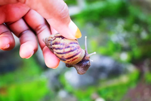 Carried Snail — Stock Photo, Image