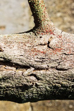 Kabartmalı doku kabuğu ağacı