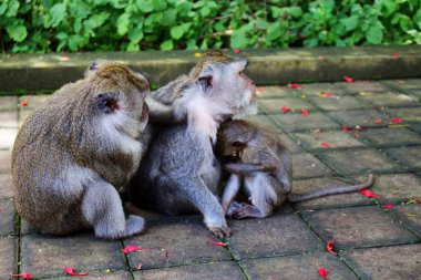 Oturan Maymun Ailesi