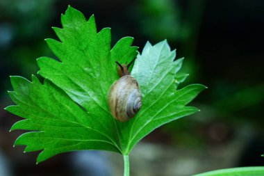 Yapraktaki Salyangoz