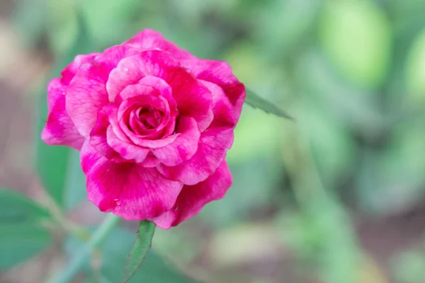 ÜstTe Pembe Gül