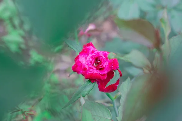 pembe Gül