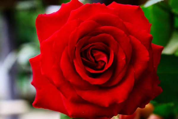 Tam Bloom Kırmızı Gül