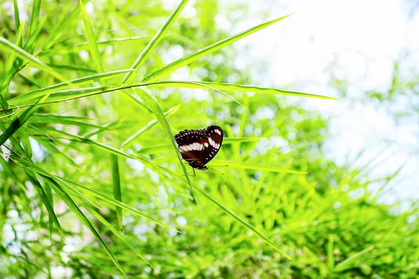 Butterfly op bamboe blad — Stockfoto