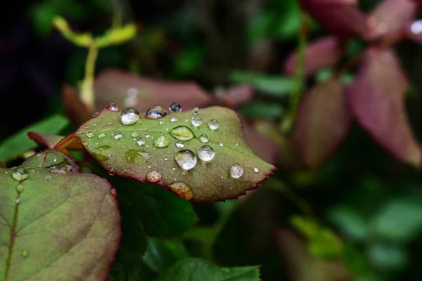 Listy růží po dešti — Stock fotografie