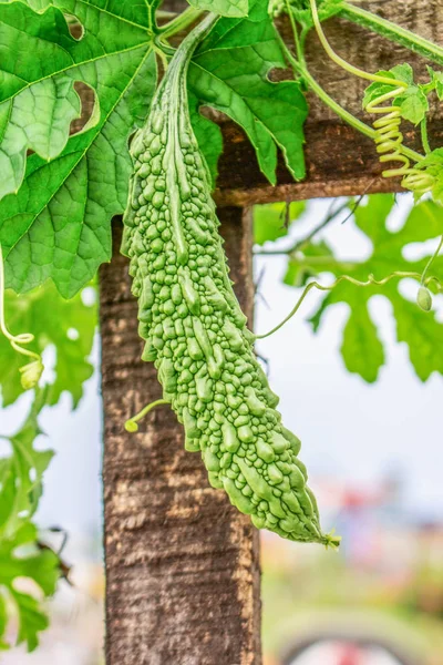 Acı Gourd Asmak