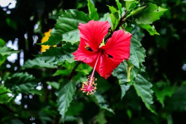 Tam Bloming Hibiscus