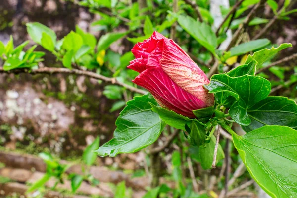 Hibiscus Start to Blooming