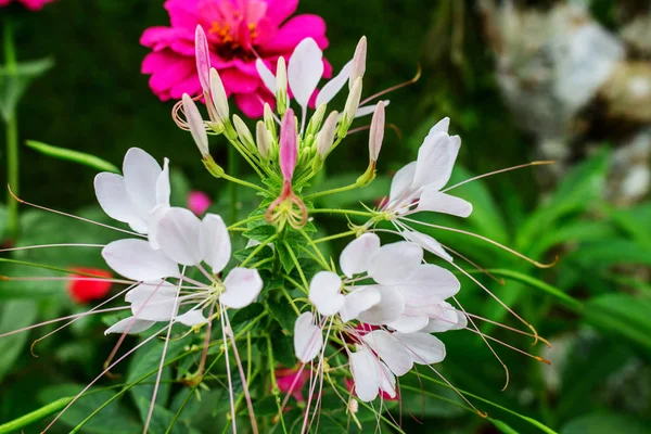 Beyaz Cleome çiçeği