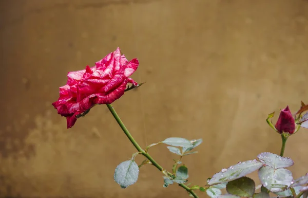 Koyu Pembe Güllerin Yan Görünümü 