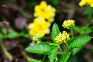 Lantana Camara Bud