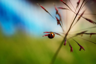 Çim Tohumu Asılı Lady Bug
